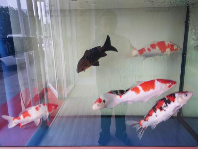 鱼缸饲养锦鲤注意事项视频,水族箱养锦鲤注意事项和禁忌