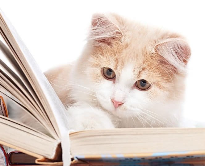 猫猫老是在猫砂盆里扒拉猫砂,为什么猫埋猫砂会扒拉猫砂盆