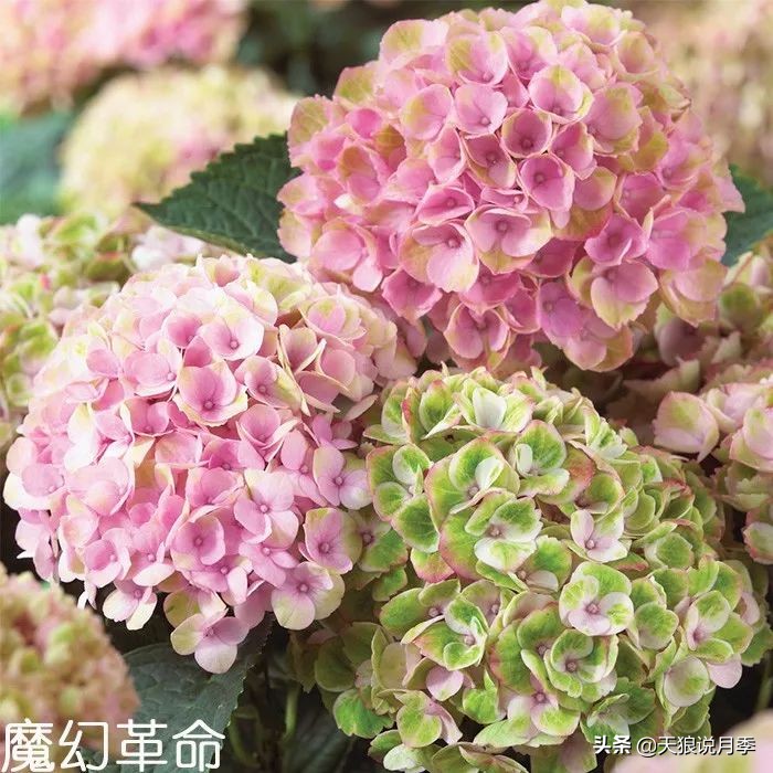 绣球季家里不缺花，全场8折迎初夏