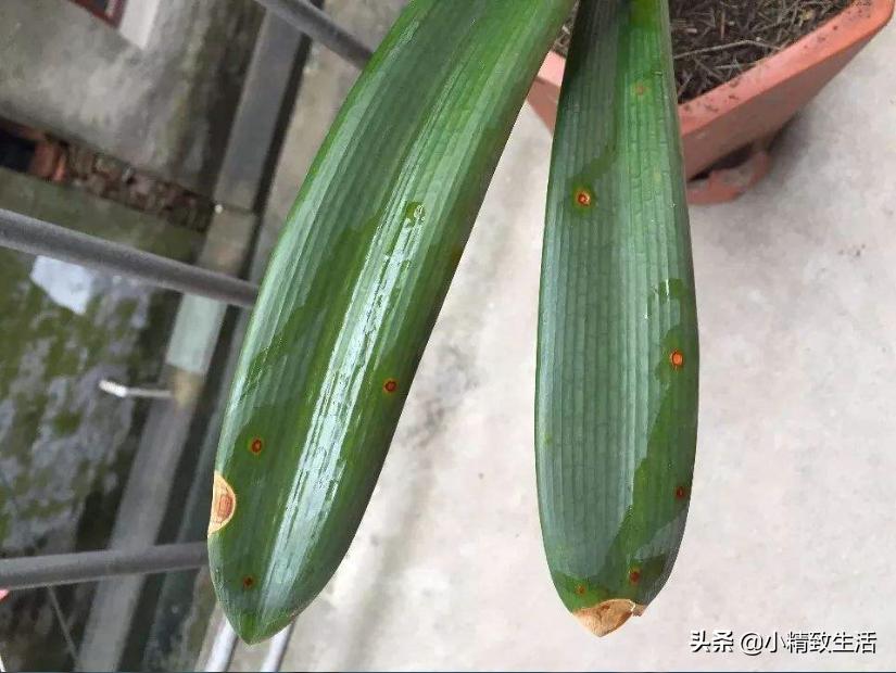 君子兰叶片起梗是什么原因,君子兰叶不绿怎么办