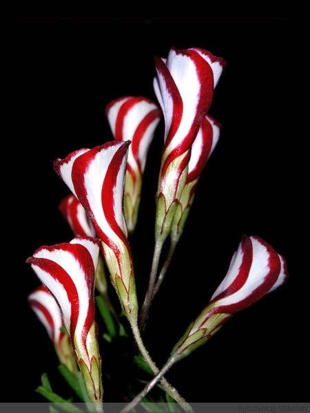 最好记的花名大全,很难得一见的花