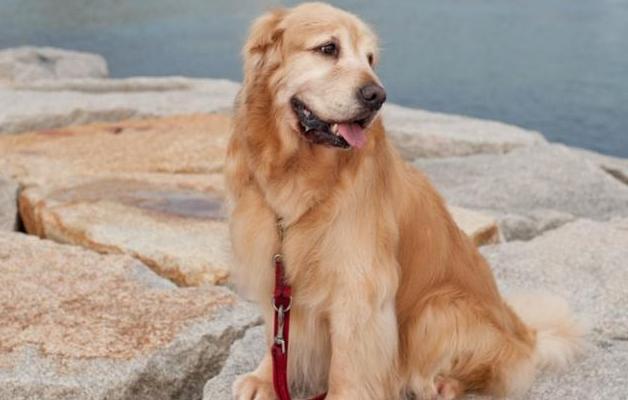 金毛犬真的好养吗?不要被那些“谎言”骗了,盘点它的6大缺点