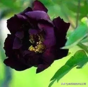 牡丹十大品种九大花系,牡丹进口品种图片及名称