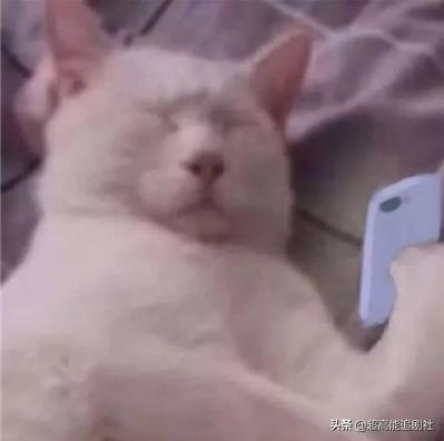 海狗丸平替,海狗丸up主