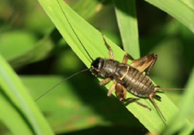 明朝皇帝迷恋丹药,明代历代皇帝感情