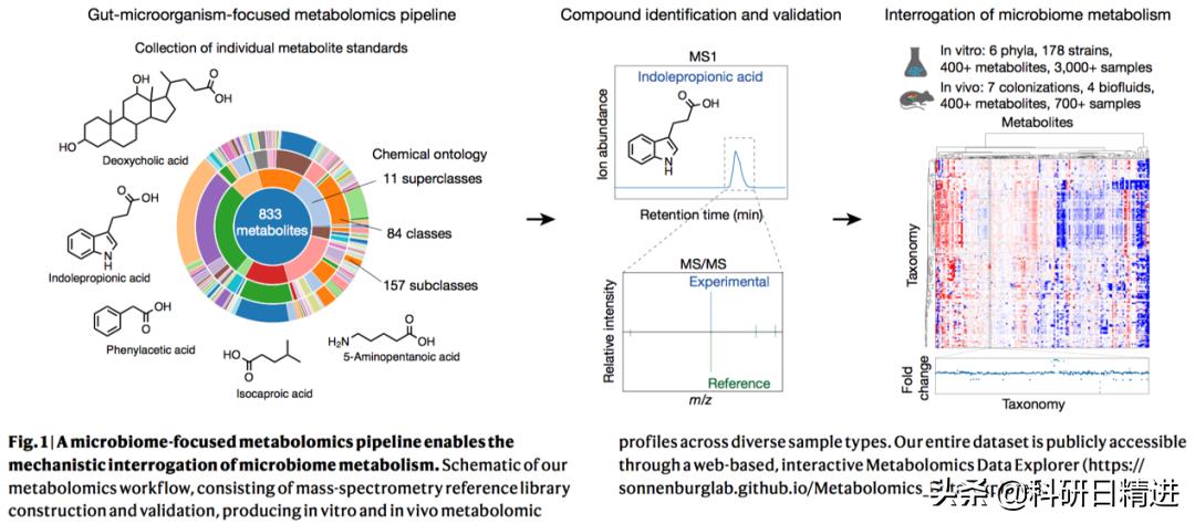 nature肠道菌群的研究 (肠道微生物组最新研究进展)