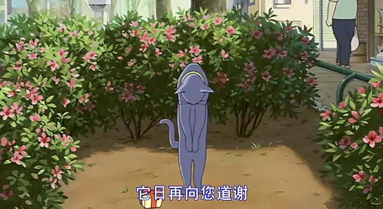 猫的报恩在哪里才看得到,猫的报恩行为