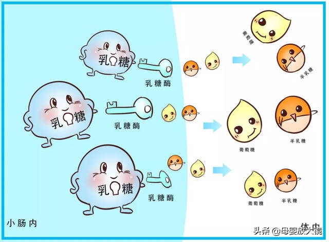 羊奶粉容易导致宝宝过敏吗,牛奶蛋白过敏宝宝适合哪种羊奶粉