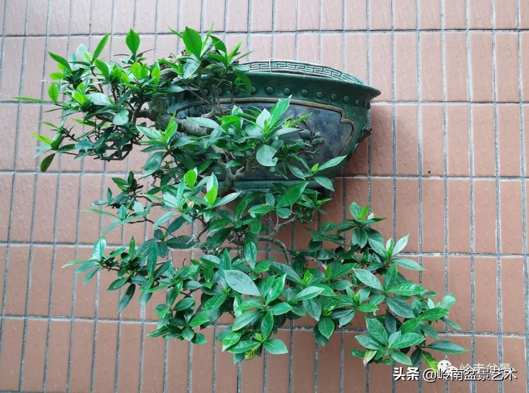 杂木盆景也毫不逊色,杂木盆景值钱吗