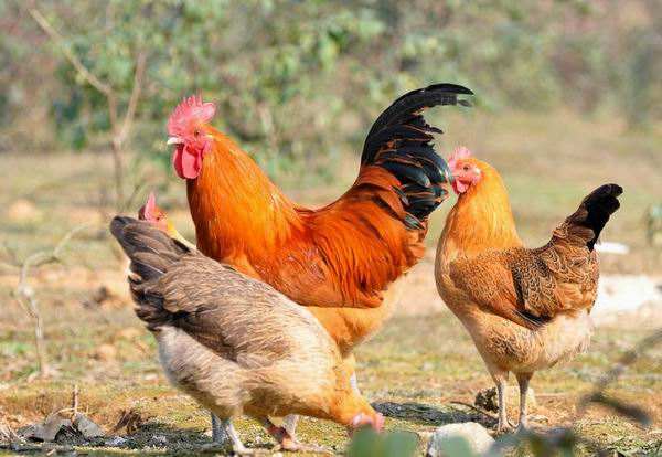 200元一只土鸡一年利润有多少,养鸡100000只土鸡一年利润