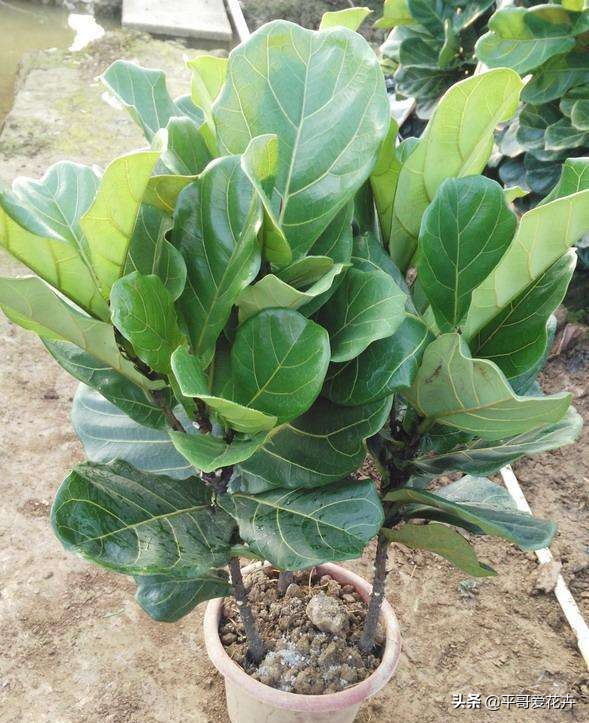 适合客厅养的容易养的绿植,适合客厅养的四季绿植好养