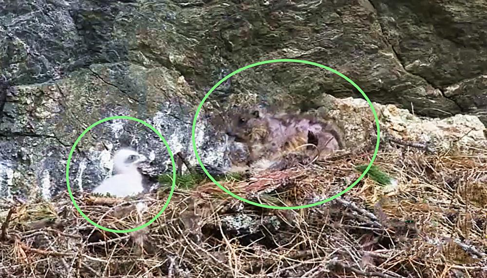 澶╁北鍑虹幇闆惫,閲戦洉鏃辩嵀娓搁毤