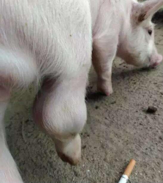 猪关节肿胀最佳治疗方法,猪浑身发紫高烧怎回事