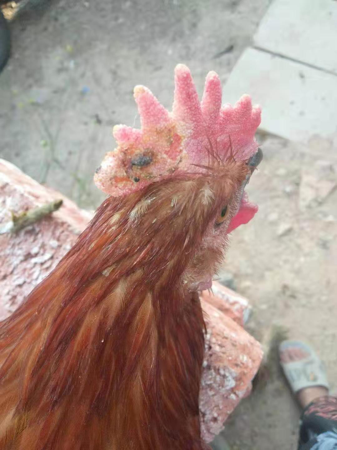 霉菌性炎症治疗经验,霉菌感染怎么治疗医问医答