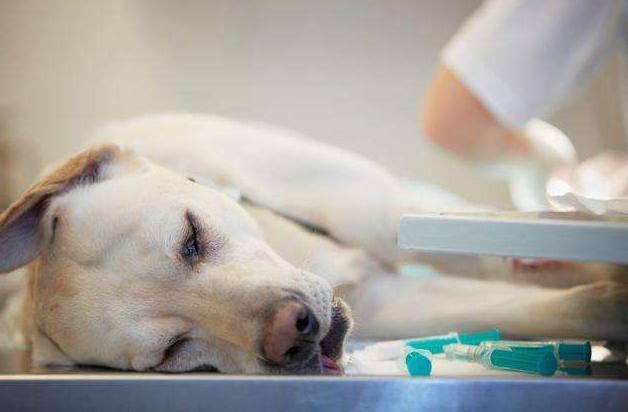 狗狗出现哪6种现象就得了狂犬,夏天狗狗为什么要降温