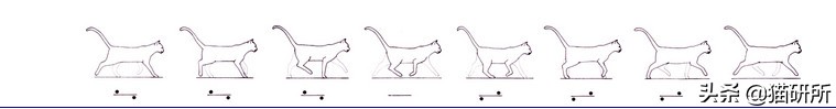猫咪的魔性走姿,猫咪的十种沙雕动作