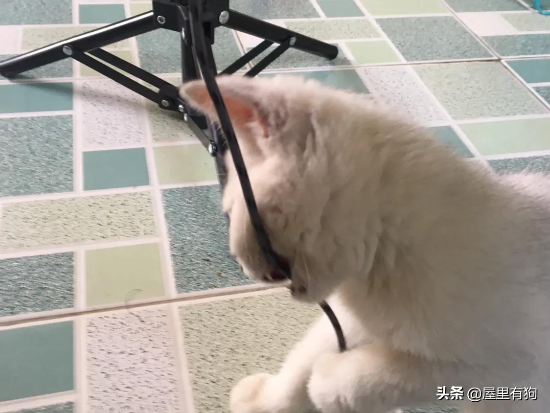 上班族如何给猫咪定时喂食,上班族怎么给猫咪过冬