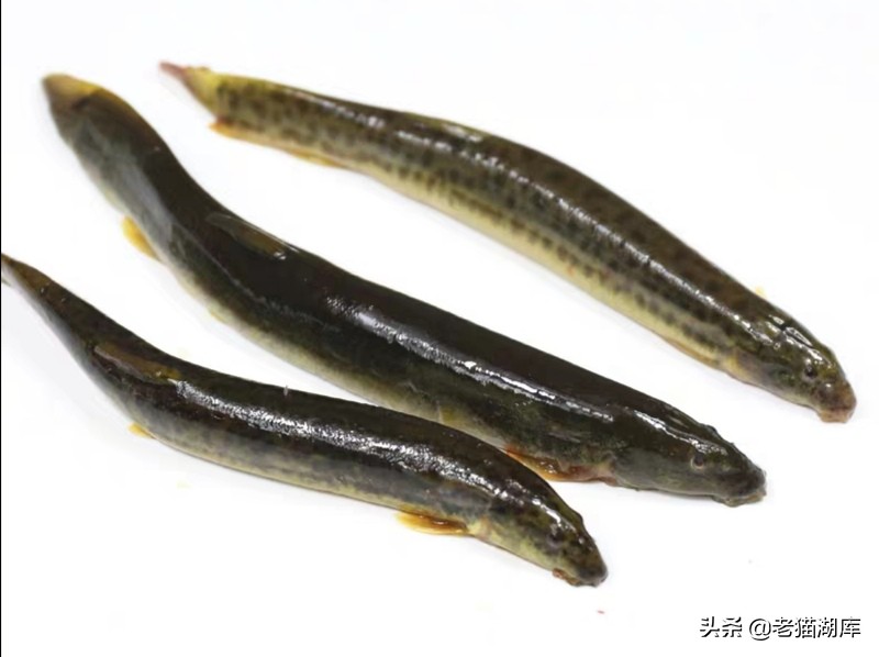 户外泥鳅钓鱼技巧和方法,野钓泥鳅多怎么办