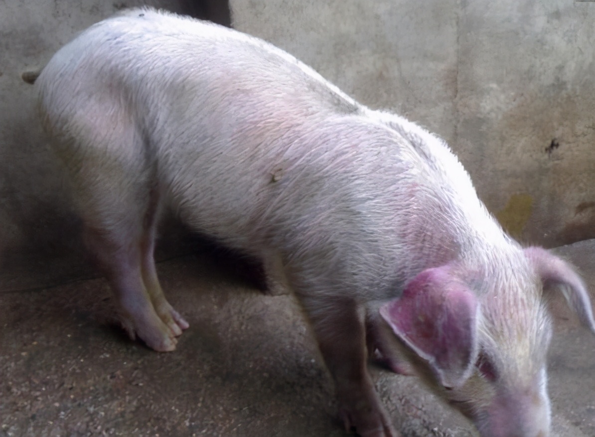 育肥猪耳朵发紫会是蓝耳病吗,蓝耳病猪耳朵为何会发紫