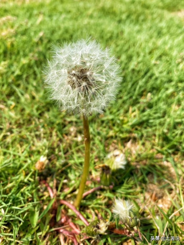 野菜蒲公英图片及识别方法,蒲公英野菜大全配图片和名字