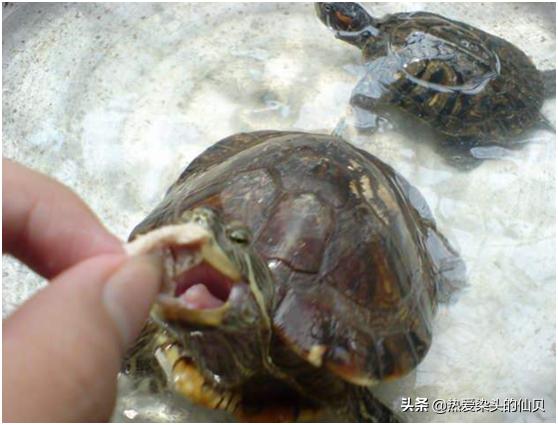 龟友奉行的准则养龟,为什么新龟不能马上喂
