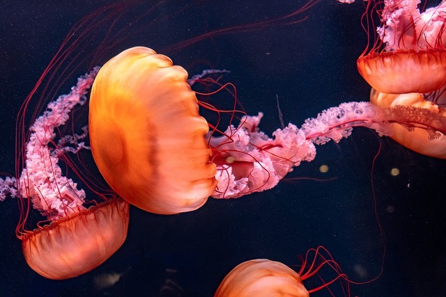 高速快门的作用和效果,低速快门一般是多少