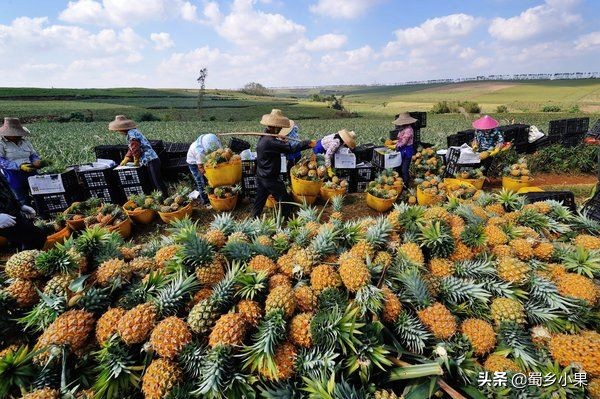 种菠萝的头如何才能长出新的菠萝,怎么不用买菠萝种子就能种大菠萝