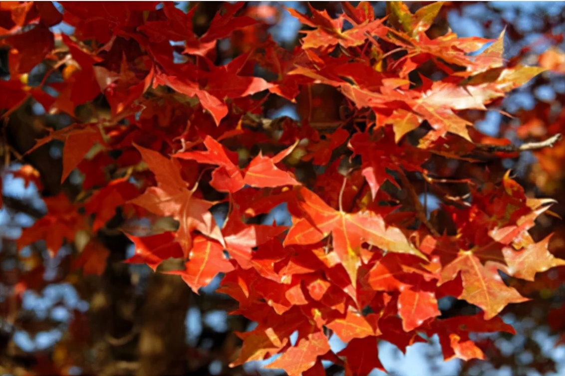 光雾山今天的红叶美景,光雾山红叶观赏全攻略