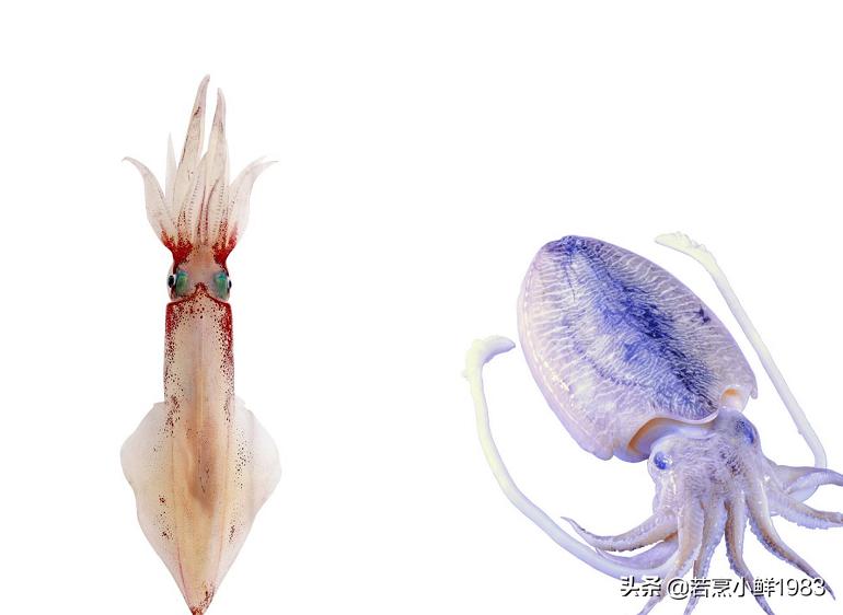 鱿鱼和墨鱼有什么区分呢,鱿鱼和墨鱼怎么样区分