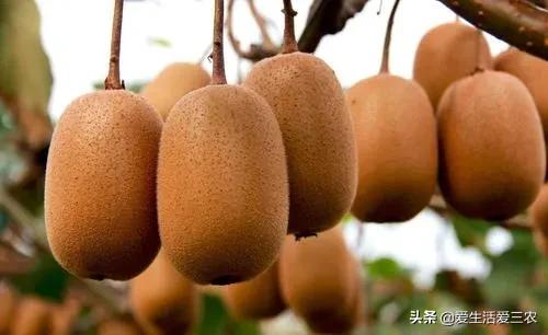 现在农村最快致富是什么行业,农民致富的手工行业