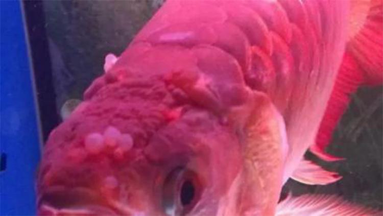 龙鱼水泡病可以下盐吗,龙鱼头部水泡怎么治疗