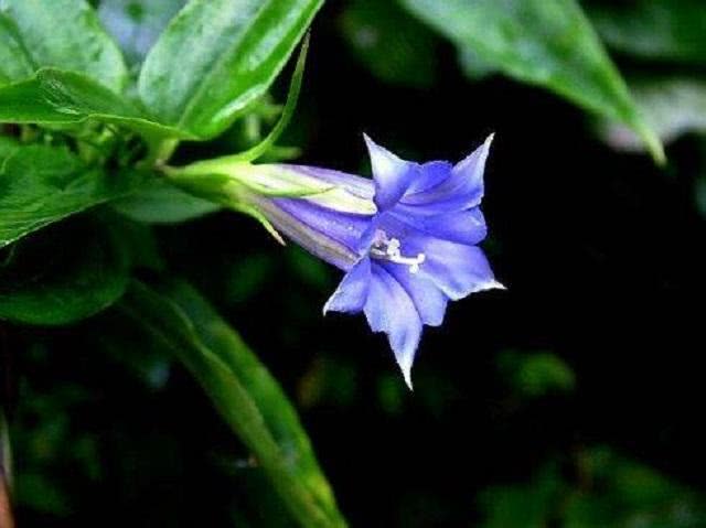 野外1种小花，名双蝴蝶，外形美过月季玫瑰，老农说是珍贵中草药