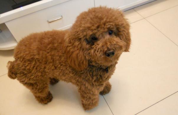 训练泰迪给它喂什么食物,训练狗狗黄金期