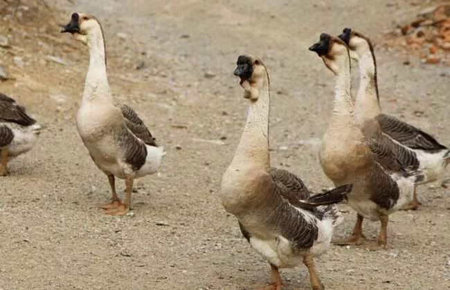 养殖什么稀奇的品种赚钱快又好养,养殖最赚钱的品种