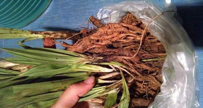 农村四季常青的野草,最值钱的野草排行榜