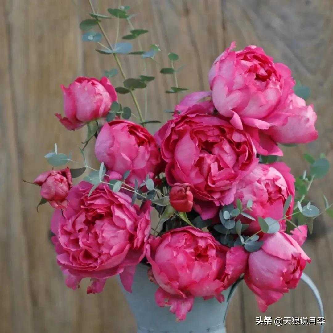 月季控对美的极致追求，尽在伊芙系列