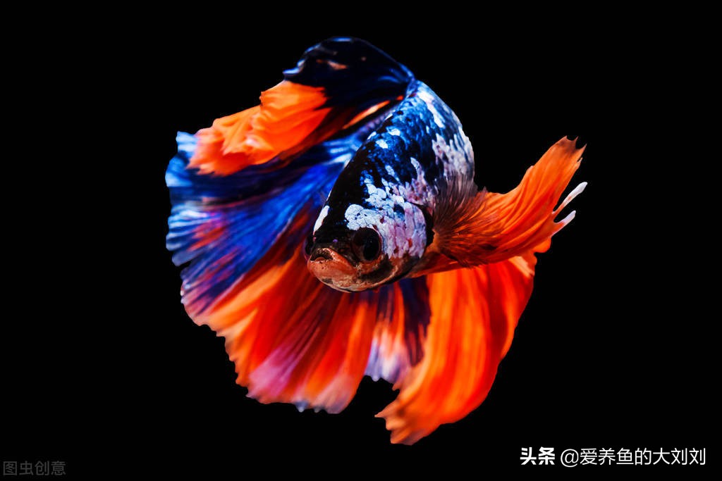 二手鱼缸和新鱼缸区别,买二手鱼缸和新鱼缸哪个实惠