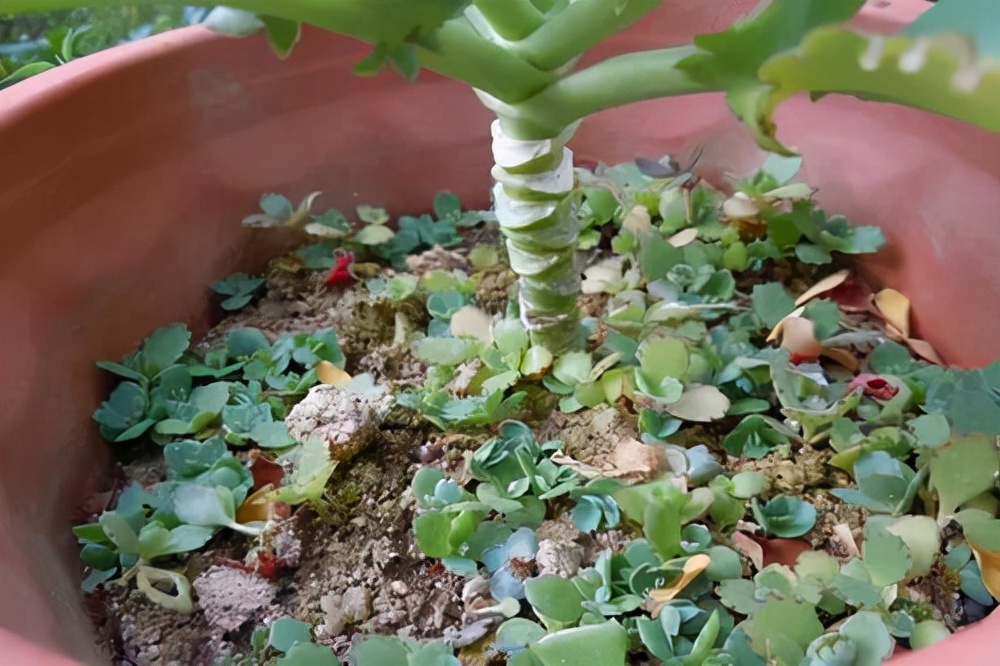 花盆里长野草怎么处理,花盆长杂草怎么利用