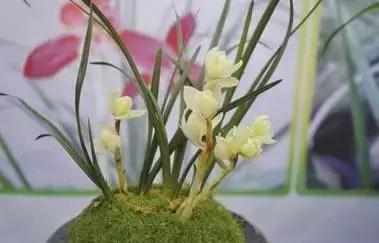 五种最具欣赏价值的兰花,欣赏史上最全的兰花