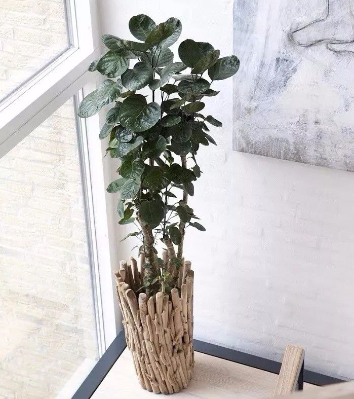 办公室最好养的大型盆栽,适合放在办公室的大盆栽植物