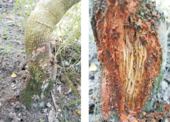 百香果茎基腐病是真菌还是细菌病,百香果基腐病喷多菌灵有效吗
