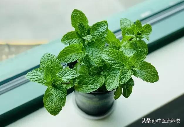 药食同源目录大全集,药食同源二十八课