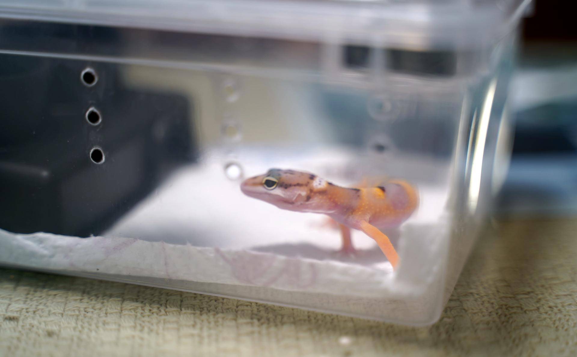 新手如何饲养一只豹纹守宫知乎,如何养好一只豹纹守宫