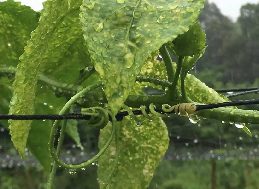 百香果黑斑病害图片,百香果下雨后病害图片视频