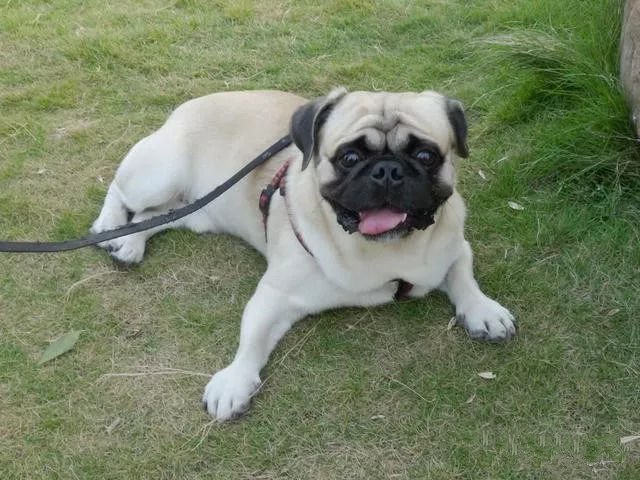 新疆发现名贵品种狗,世界上最好看的10种狗动物