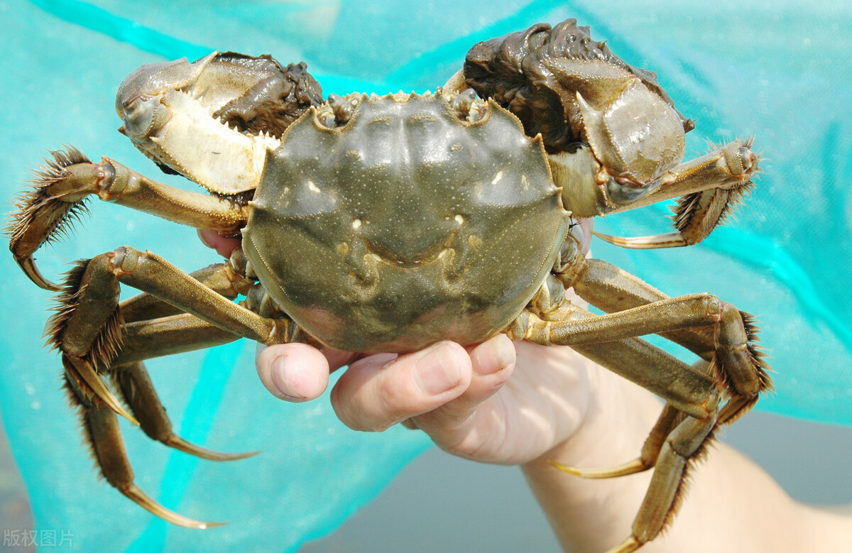 为何死掉的螃蟹不能吃,为什么死的螃蟹不能卖