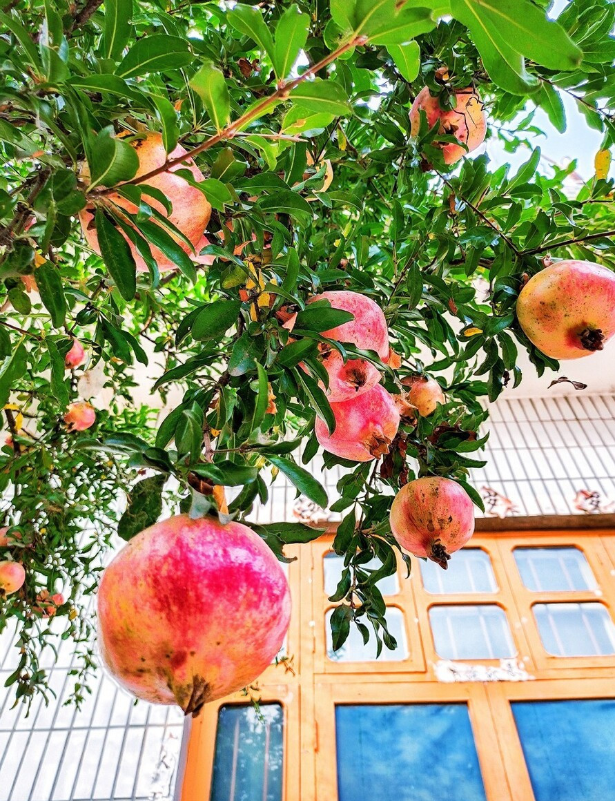 家门口种什么果树最好最旺财,客厅种什么果树旺宅还好养