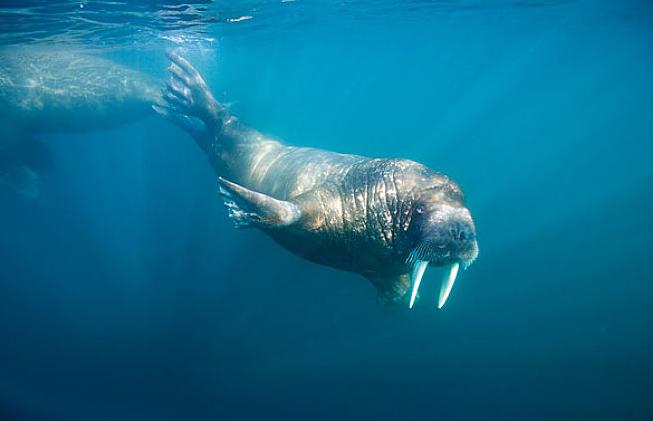 海底1万米处压力是多少,海底一千米压强有多大