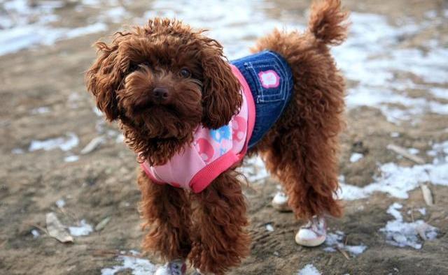 泰迪容易出现的病症有哪些,两个月大的泰迪怎么判断健不健康