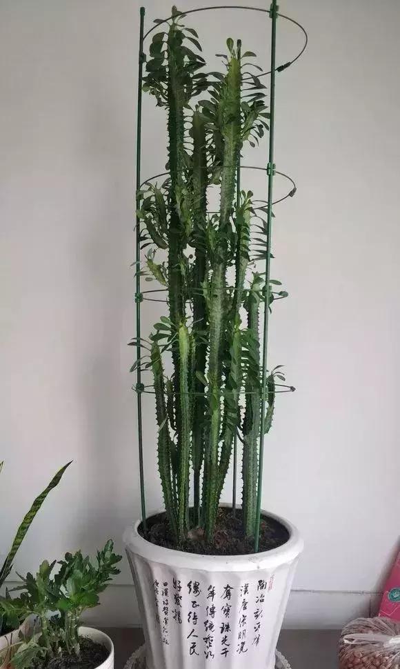 有什么花和草可以吸甲醛,家里养这2种花净化空气带来好运